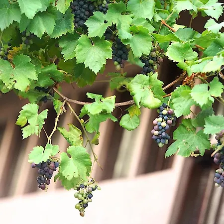 Chess Frühstückspension 3*