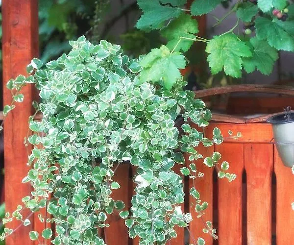 Chess فندق مبيت وإفطار